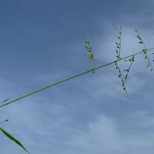 Image result for Urochloa deflexa