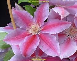 It produces an array of magenta pink flowers from the early summer to unfortunately like many companies in our industry we are currently only able to supply orders to uk based customers, excluding those in northern ireland. Clematis Dr Ruppel Clematis Flower Clematis Clematis Plants