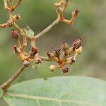 Image result for Psorospermum febrifugum