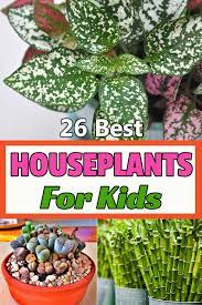 25 Best Houseplants For Kids Planting For Kids Houseplants Plants