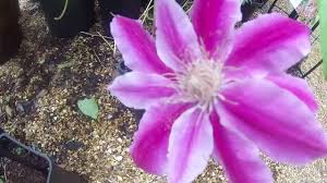 Clematis 'dr ruppel' (clematis 'dr ruppel') will reach a height of 2.5m and a spread of 1m. Clematis Doctor Ruppel 4l At Big Plant Nursery In West Sussex Uk Youtube