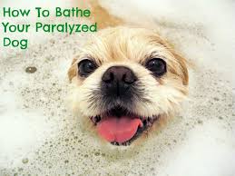 However, again—try never to use human. Account Suspended Paralyzed Dog Dog Spa Pets