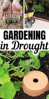 May 17, 2021 · plants that come directly into contact with the soil, however, will not have as much room and will therefore need to be deeper. Drought Resistant Crops Water Wise Techniques For The Veggie Garden Veggie Garden Growing Food Drought Resistant Plants