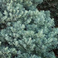However, mango and papaya require temperatures warmer than zone 9. 10 Evergreen Shrubs For Privacy Zone 8 11
