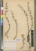 Image result for Bacopa floribunda