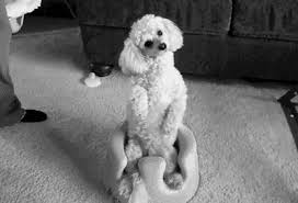 The most epic funny gif collection ever seen. Poodle Funny Dog Gif