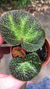 Image result for Begonia rostrata
