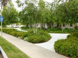 San diego landscape design construction & maintenance serving rancho santa fe la jolla mission hills pt loma del mar solana beach coronado encinitas carmel valley carlsbad. Plants Comprehensive San Diego Landscape Design