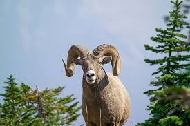 Groups between one and sixty sheep move from the ridge on the north side of the valley, across the road and stay up to two or three hours before reversing the trip back to the high country. Bighorn Sheep Pneumonia U S National Park Service