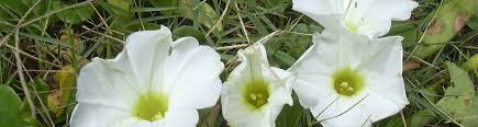 Image result for Ipomoea stolonifera