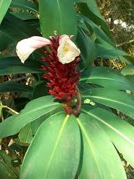 Image result for Costus subbiflorus