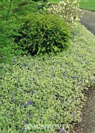 It may also be used as a shrubbery type of ground. Fl Ground Covers