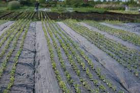 The edging will secure the landscape fabric. Growing With Landscape Fabric Floret Flowers