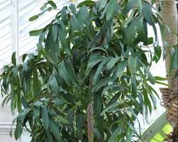 Image result for Brexia