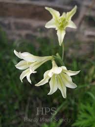 Image result for Gladiolus trichonemifolius