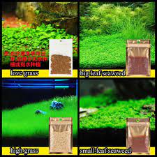 Micro sword grass akan tumbuh di dasar akuarium seperti rerumputan. Carpet Seed Bibit Benih Aquascape 1 Jenis Lazada Indonesia