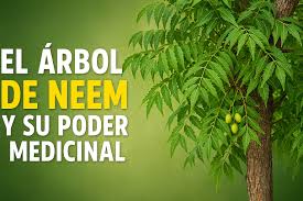 Los invito a ver nuestro video mas reciente donde les comparto todo sobre los beneficios de tener un árbol de NEEM. Les dejo el link en los comentarios 👇