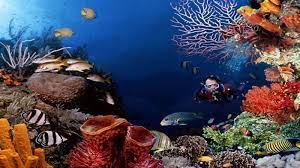 Hotel oyo di sulawesi utara hotel accor di sulawesi utara hotel reddoorz di sulawesi utara. Ini 8 Spot Selam Terbaik Di Bunaken Yang Menyimpan Sejuta Pesona Keindahan Bawah Laut Halaman All Tribunmanado Travel