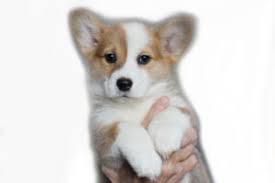 🐶 find dogs and puppies locally for sale or adoption in alberta : Puppies Corgi Puppies Indiana
