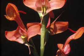 Image result for Disa baurii