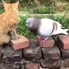 Kedi Ve Kus Un Kavgasi Gercekten Komik Kus Kedim Kavga Funny Animal Videos Cute Baby Animals Funny Animals