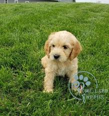Coats range from curly to wavy all of our puppies will have thick coats. Standard Goldendoodle Puppies For Sale Texas Home Land Puppies