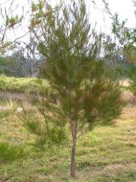 Image result for Casuarina littoralis