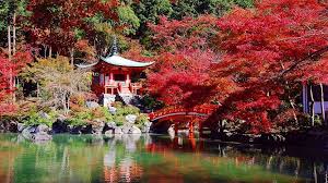 Sakura and the appearance of clow reed. Kyoto Travel Daigoji Temple