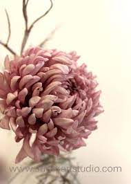 Cake Gumpaste Chrysanthemum Www Sugarartstudio Com Sugar Flowers Tutorial Gum Paste Gum Paste Flowers