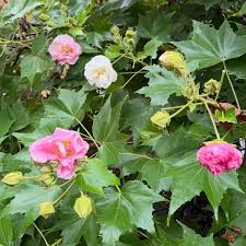 Image result for Hibiscus ludwigii