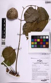 Image result for Khaya grandifoliola