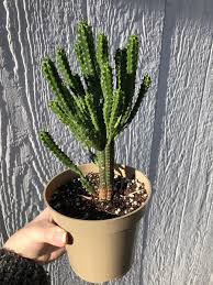 Image result for Euphorbia corniculata