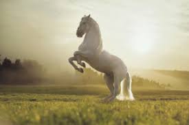 Black buffalo woman's fourth child, a girl, was a light. 175 Best Horse Names Ever