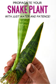 We did not find results for: Learn How To Easily Propagate Snake Plants In Water From Leaf Cuttings