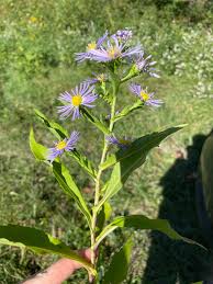 Image result for Tephrosia meisneri