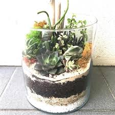 Terrarium Sydney On Instagram Large Cylinder Terrarium Have You Entered Intro Giveaway Simply Regram My Picture And Pu Urban Garden Terrarium Succulents