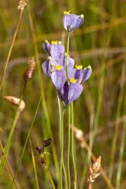 Image result for Burmannia