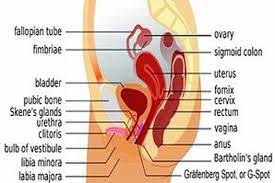 Rahim (uterus), tempat dimana sel telur yang sudah dibuahi tumbuh dalam rahim selama kehamilan. Dimanakah Letak G Spot