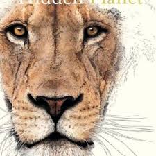 Beautiful by William Spring (Big Picture Press)