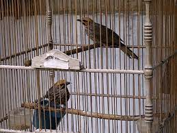Tips Penangkaran Burung Cucak Rowo Agar Cepat Bertelur Burung Jalak