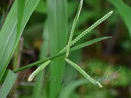 Image result for Paspalum scrobiculatum