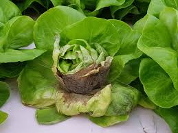 Maybe you would like to learn more about one of these? Managing Botrytis A Serious Disease In Greenhouse Lettuce Greenhouse Canada