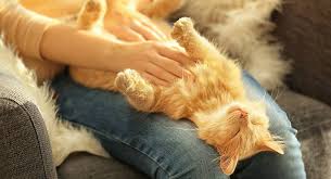 Do Cats Like Belly Rubs Annoyed Cat Cat Site Happy Cat