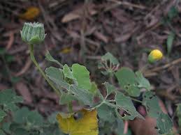 Image result for Sida veronicifolia