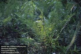 Image result for Blechnum punctulatum
