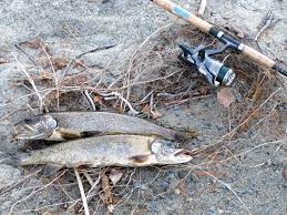 Square led recessed lighting wachusett reservoir fishing rules. Fall Lakers Wachusett Reservoir Tactics The Fisherman