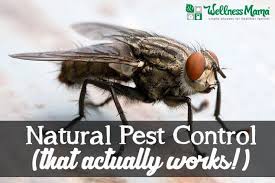 Bugs that are already in your home are affected when they come in contact with the oils. 5 Natural Pest Control Options That Work Wellness Mama
