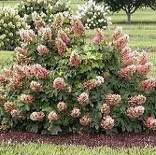 Maybe you would like to learn more about one of these? 281 Best Flowering Shrubs Images Flowering Shrubs Shrubs Plants