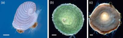 Simplified Diagram Of Radiolarian Cell Structure (For A Spumellarian... |  Download Scientific Diagram