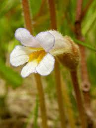 Image result for Orobanche